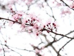 Kirschbluten       C  Irina Arms